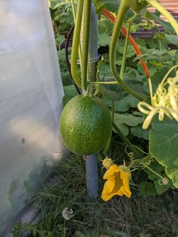 Chilacayotes tiernos