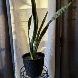 Snake Plant 