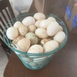 Duck Eggs 