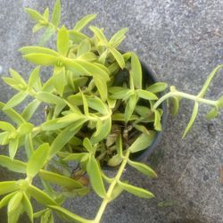  Plant Suculent One $5