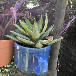Aloe Vera 