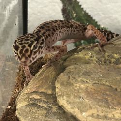 Reptile, terrarium, and supplies