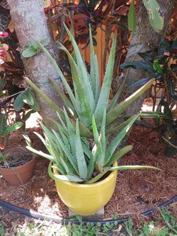 Aloe plant (location Tequesta)