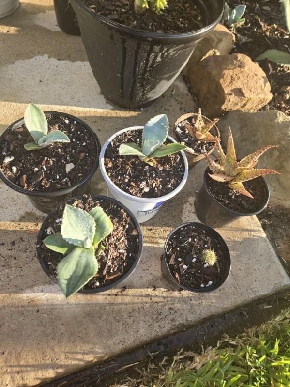 Succulent Plants 