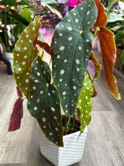 Begonia Maculata Plant cây hoa Thu hải đường thiên thần