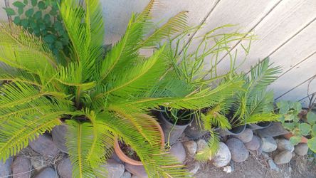 Sago palms