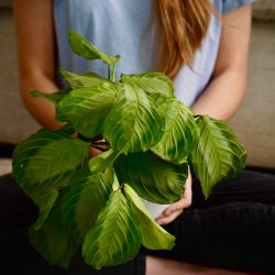 Maranta 'Silver Band' "Prayer Plant"
