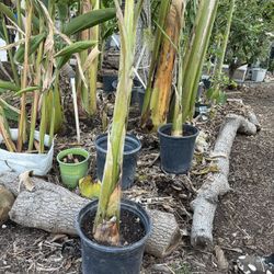 Baby Banana Plant, Namwa Regular Size