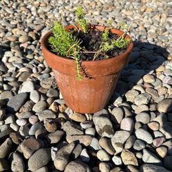Succulent Plant