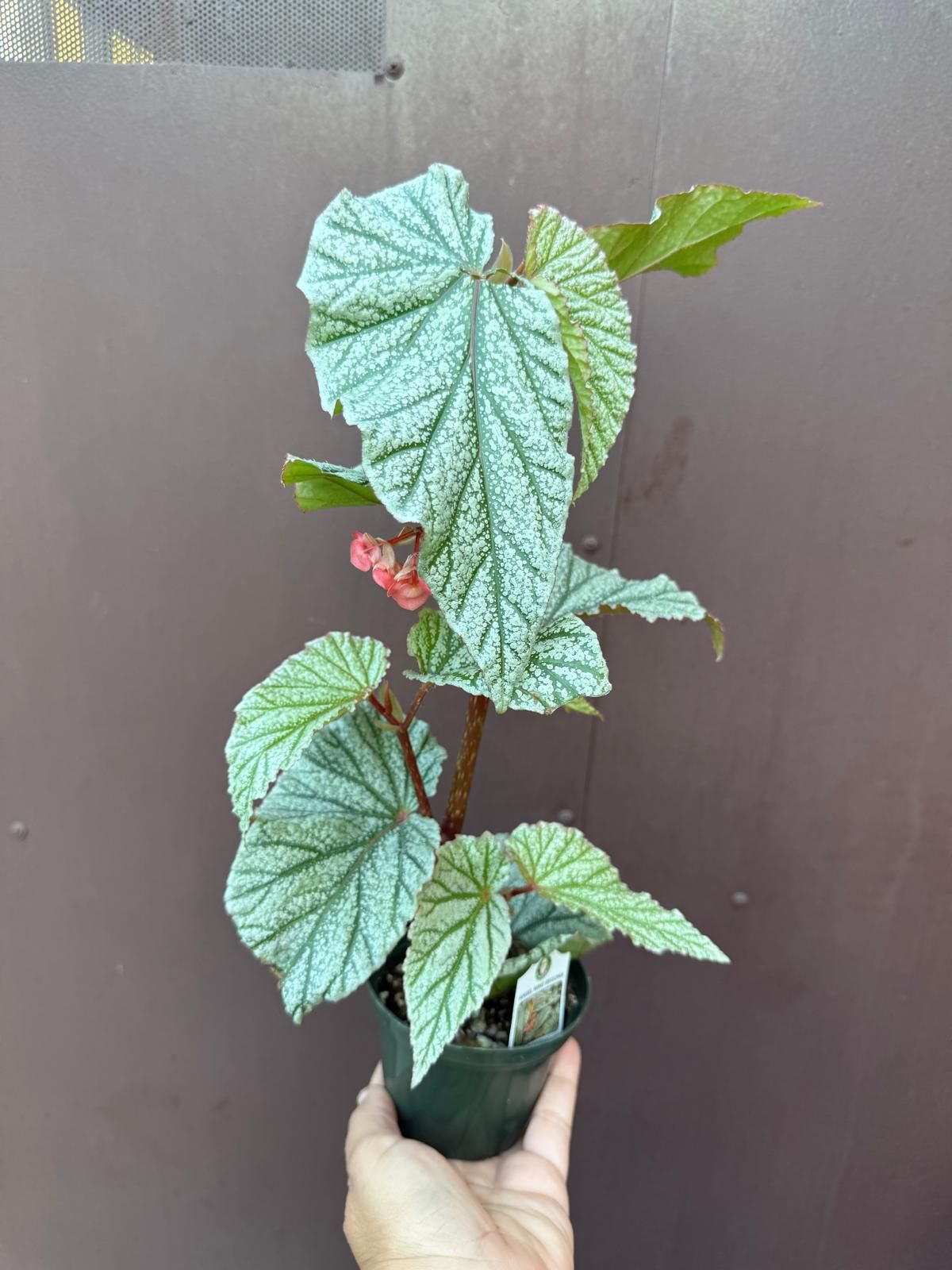 4” begonia snow caps