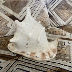 Large Conch Shell