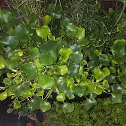 Water Hyacinth
