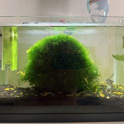 Shrimp Aquarium 