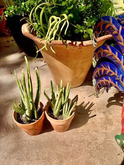 Small Aloe Vera Pups
