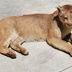 Life Size Mountain Lion Taxidermy Mount