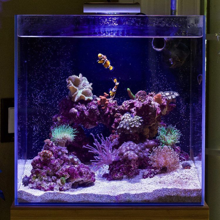 Reef Tank Rimless Cube Aquarium/fish Tank