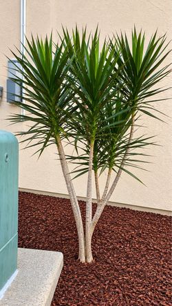 Multi-Trunk Yucca / Dracaena Plant