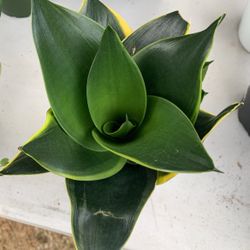 Sansiveria Birdsnest Snake Plant Low Light 