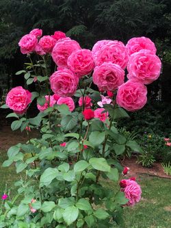 š¹ DEE-LISHĀ® ROSE ā 5 GALLON ā $70 š¹ š MASSIVE BLOOMS ⢠BLOOMING NOW ⢠VERY FRAGRANT