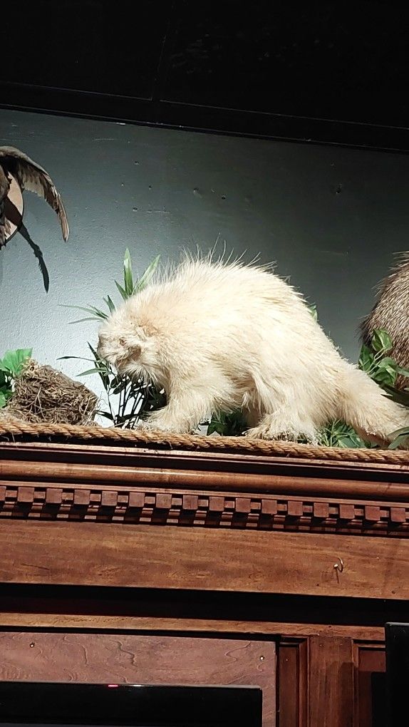 Extremely Rare Albino Porqupine