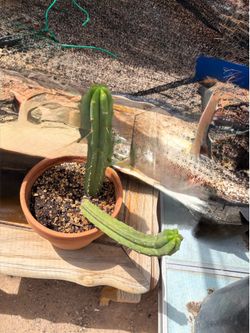 Cactus for sale