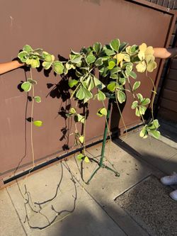 10” variegated hoya kerrii monster XXXL