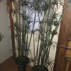 Plastic Tree