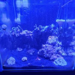 Saltwater/Reef Aquarium 20g Cube