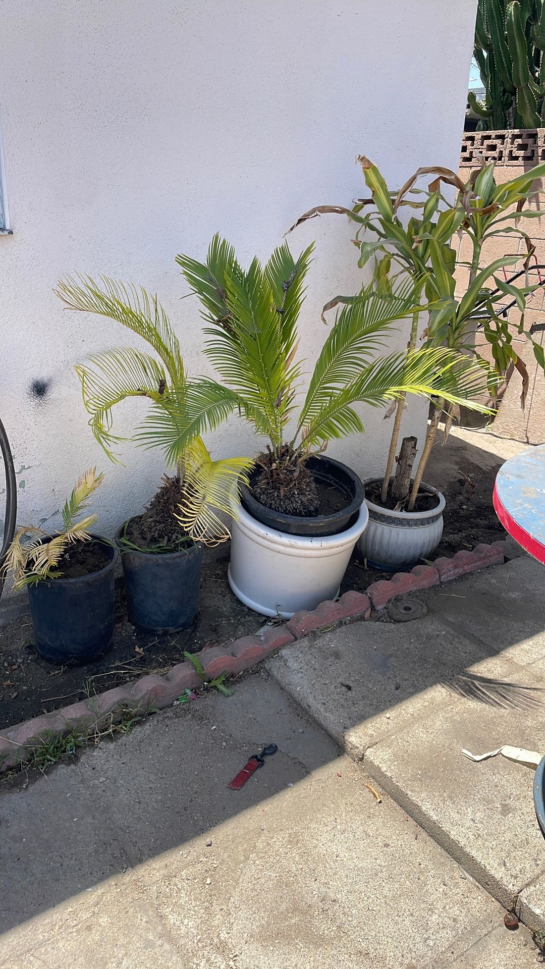 Palm Trees Plants