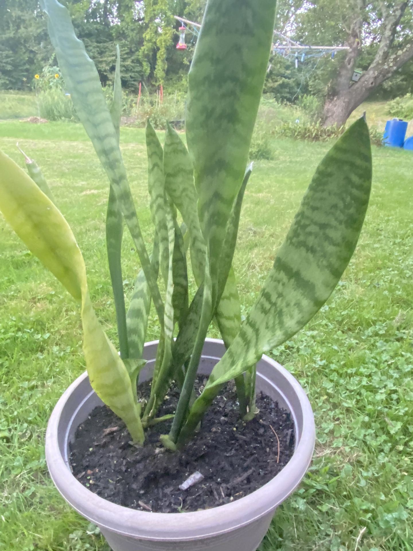 Plant Snake For Home