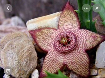 6” Stapelia