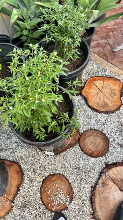 3 plants of chilipitin, 100% sinloense
