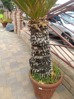 Sago palm