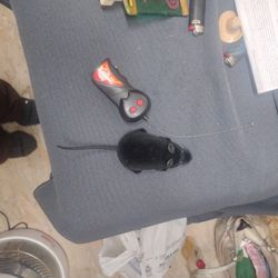 Remote Control Rat