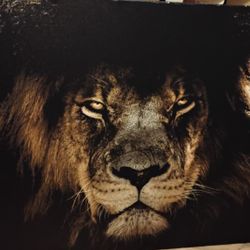 Canvas Art Lion
