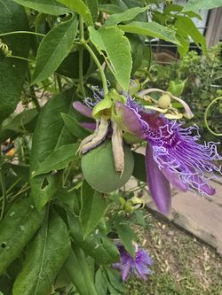 Purple Passion Vine plant.