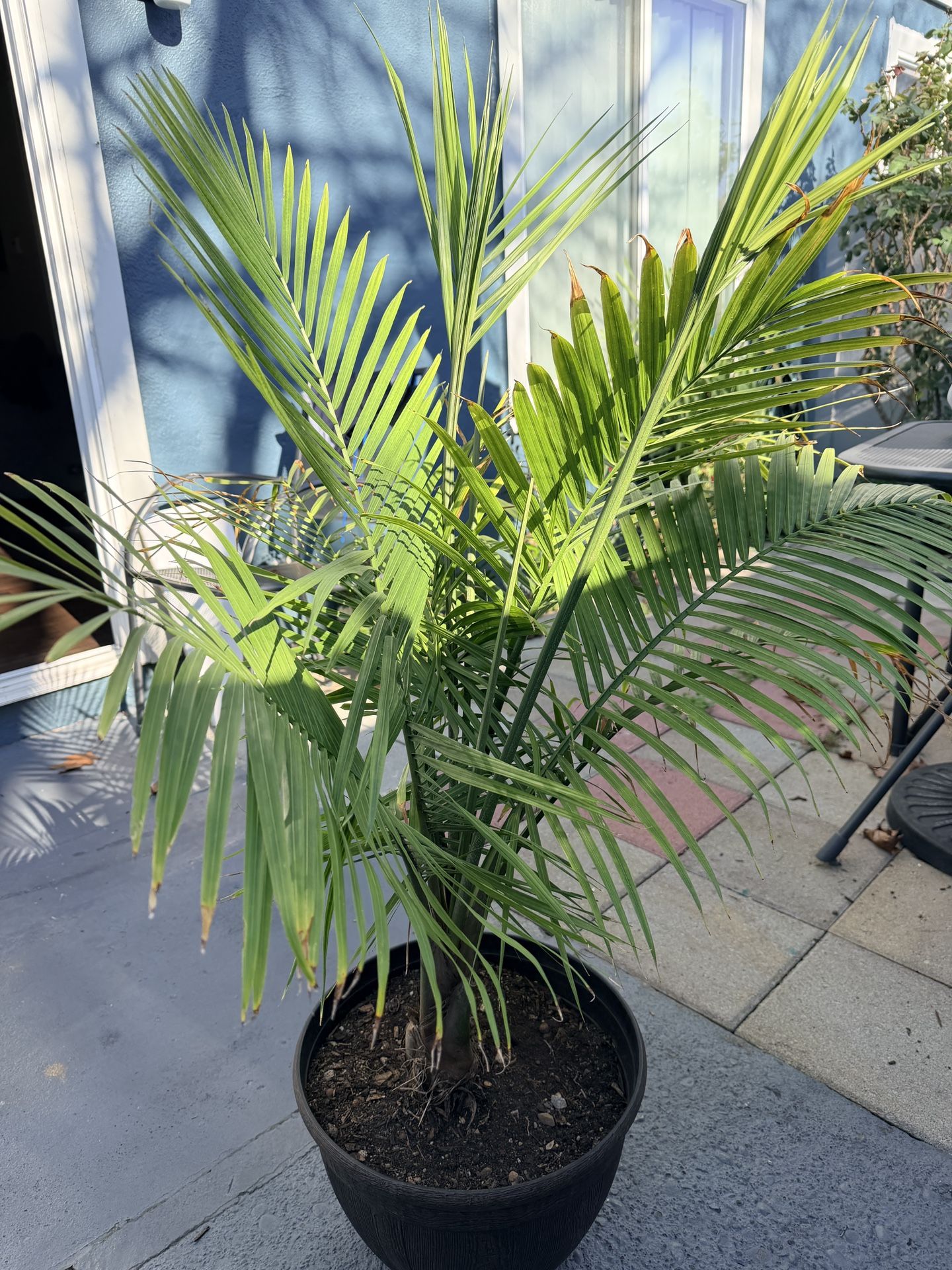 Magesty Palm Tree