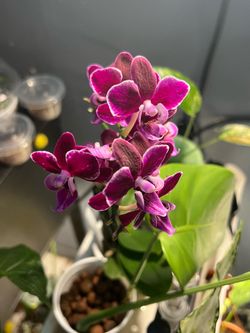 Phalaenopsis Orchid Long Bloom Lianher Cranberry ChaCha