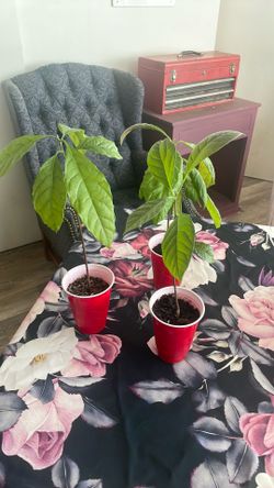 Avocado Trees