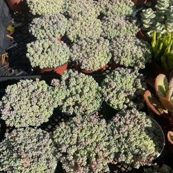 Succulent Plants, Arrangements, Centerpieces and Hanging Baskets in COVINA 