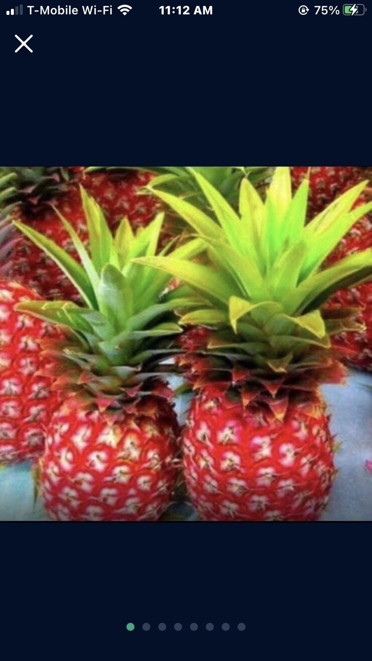 Red Mini Pineapple Seedling Plant 3 Gallon