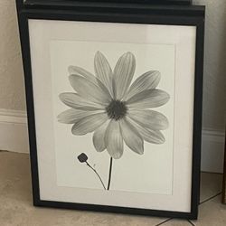 Framed Picture Behind The Glass, Flower, Black & White, 21” H x 17” W