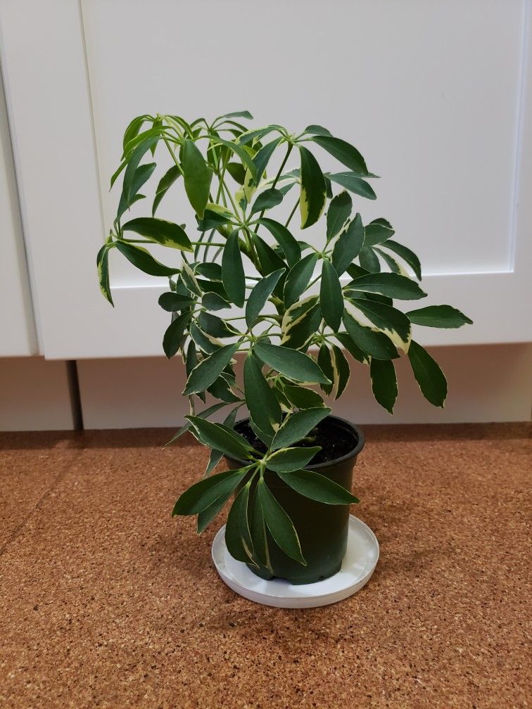 Moon Drop Umbrella Plant