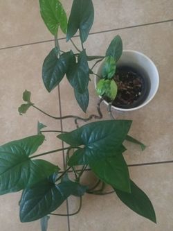 SYNGONIUM AUREA
