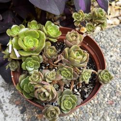 Aeonium Lilypad