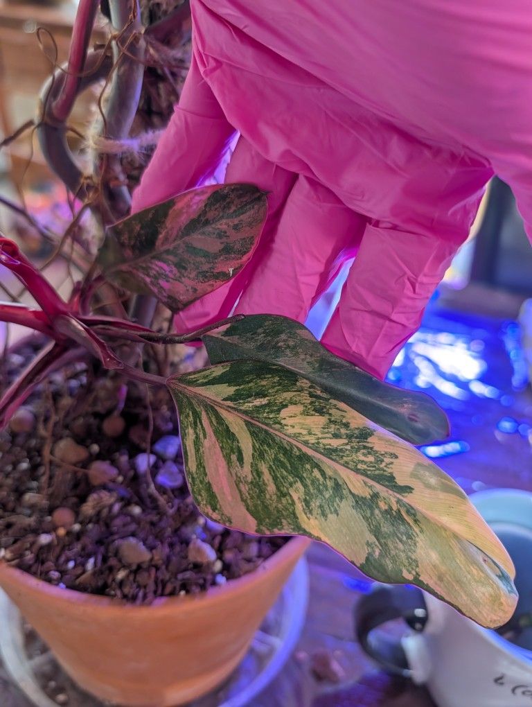 Reserved For Rosario 