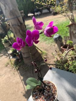 Orchid plant