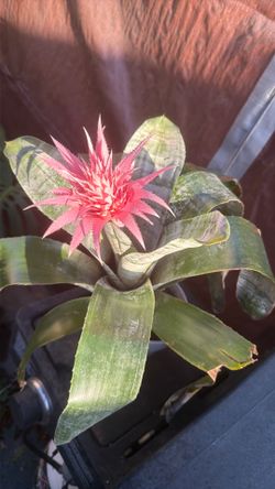 bromeliads