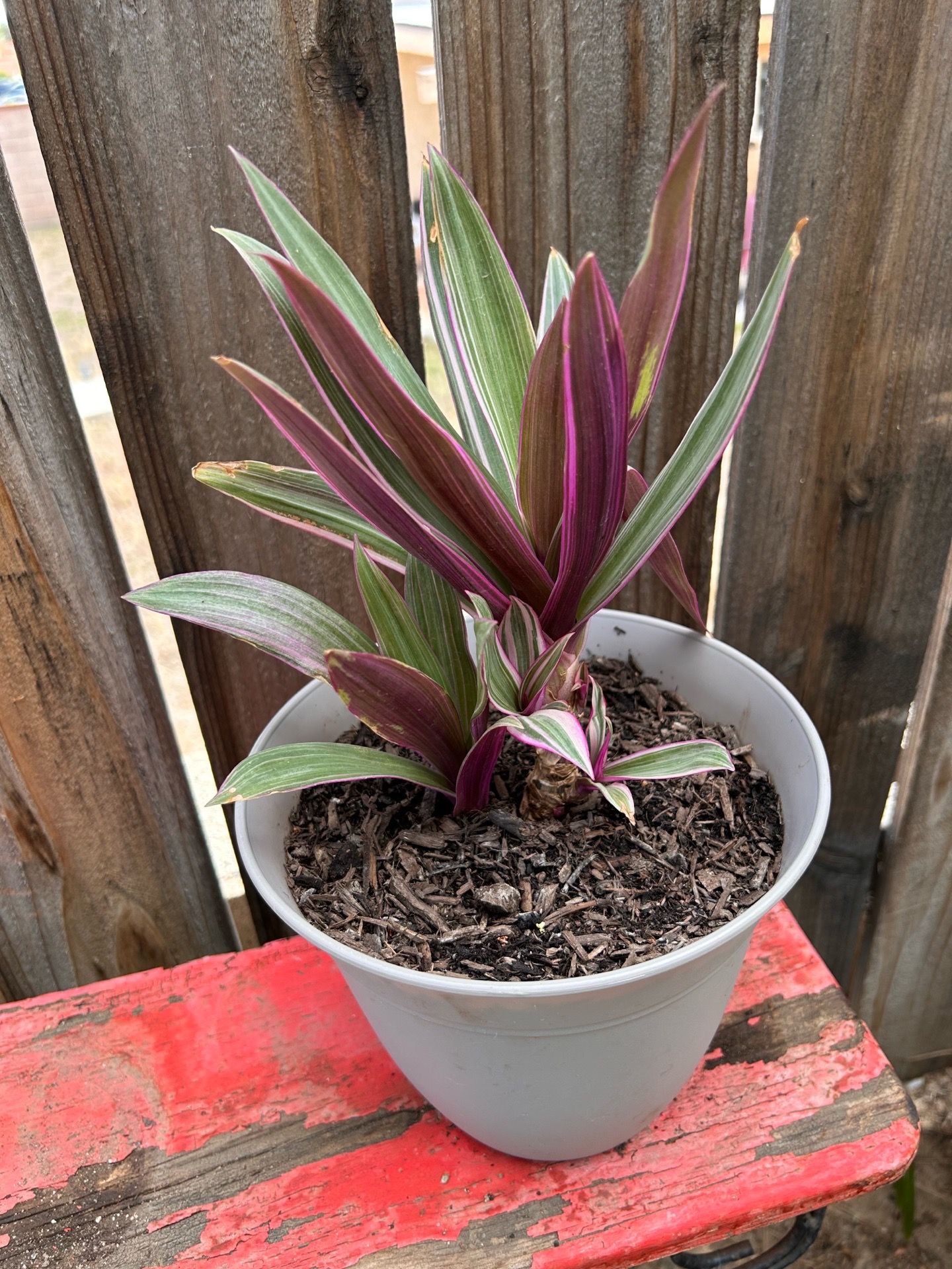 Plant
