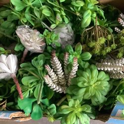Artificial Succulents